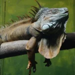 REM (Rapid Eye Movement – Hızlı Göz Hareketleri) uykusu, uyku döngüsünün en aktif ve hayati evrelerinden biridir. Bu evrede gözler kapalıyken hızla hareket eder, beyin adeta uyanıkmış gibi çalışır ve rüyalar bu aşamada yoğun olarak görülür.