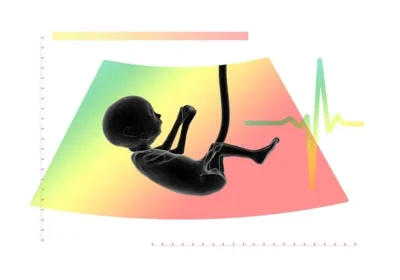 İnsanın yaşam yolculuğu, anne rahmine düşen tek bir hücrenin bölünmesiyle başlar. Bu hücre, gelişimin ilk evrelerinde embriyo olarak adlandırılır.