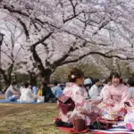 Japonya'da Kiraz Çiçeği Festivali ve Hanami Geleneği
