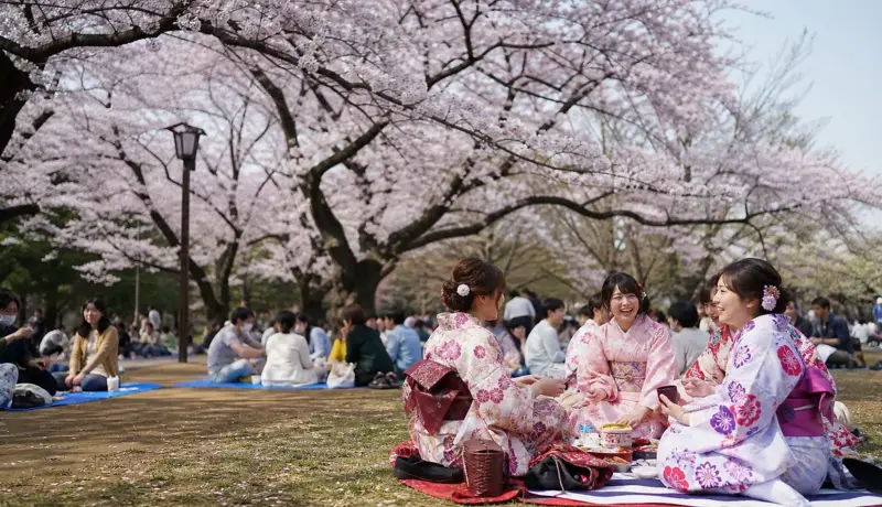 Japonya'da Kiraz Çiçeği Festivali ve Hanami Geleneği